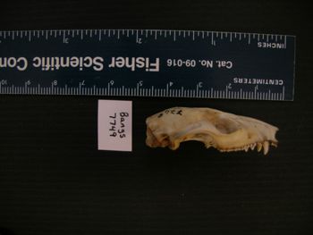 Media type: image; Mammalogy BANGS-7749